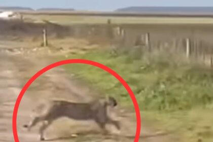 Video: un puma de importante tamaño sorprendió a vecinos de castelli
