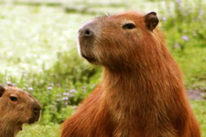 Presentan el proyecto de ley carpincho para defender la fauna silvestre