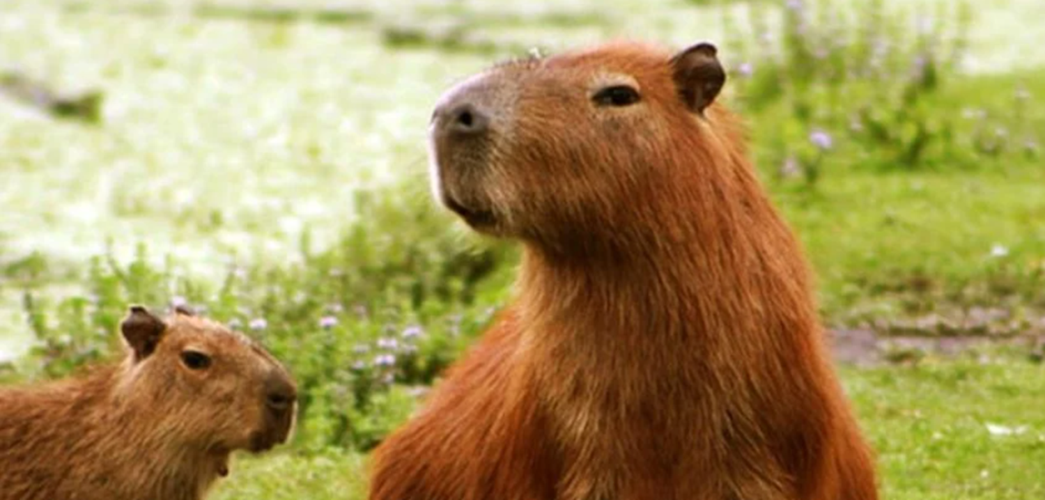 Presentan el proyecto de ley carpincho para defender la fauna silvestre 1 Presentan el proyecto de ley carpincho para defender la fauna silvestre
