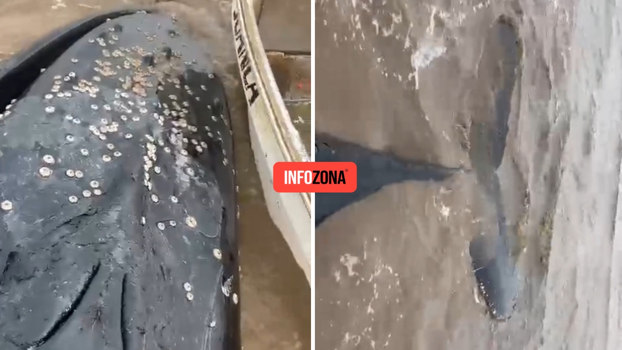 ballena en castelli
