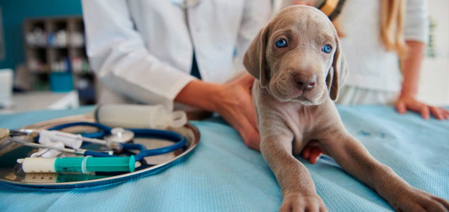 Importante anuncio: construirán un hospital veterinario municipal en castelli