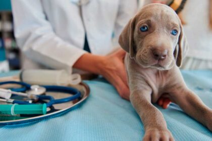 Importante anuncio: construirán un hospital veterinario municipal en castelli
