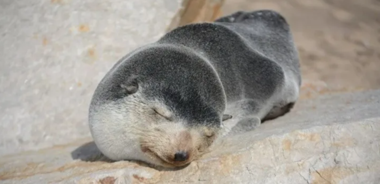 Aparecieron lobos marinos subantárticos en la costa de mar del plata y necochea