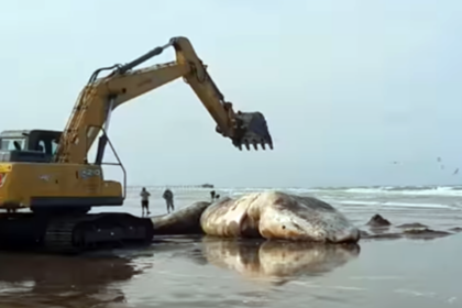 Una ballena blanca sin vida apareció en las costas de santa teresita