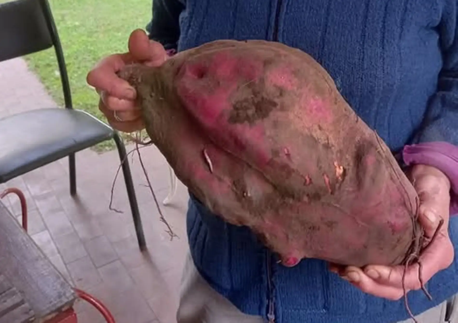 batata