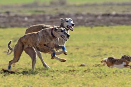 galgos