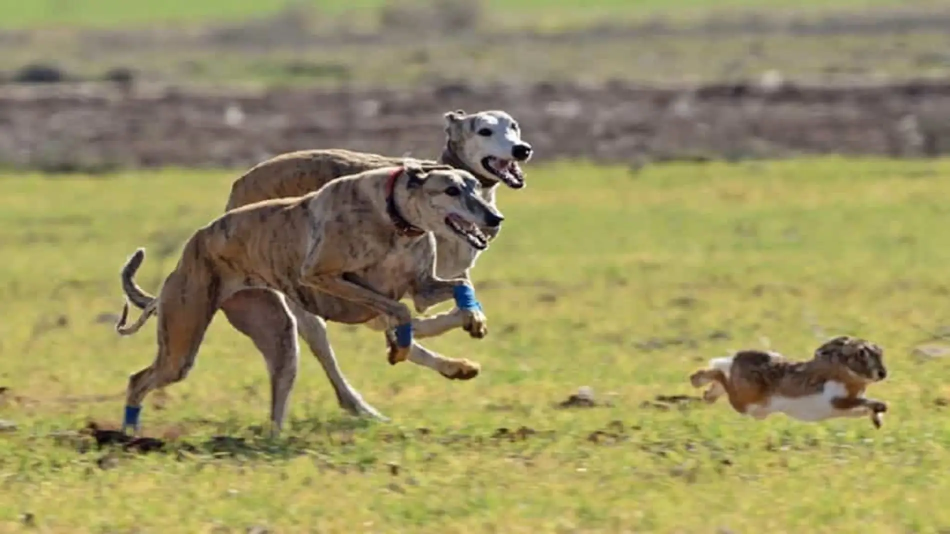galgos