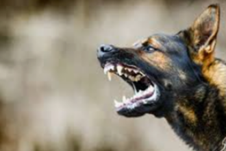 perro1
