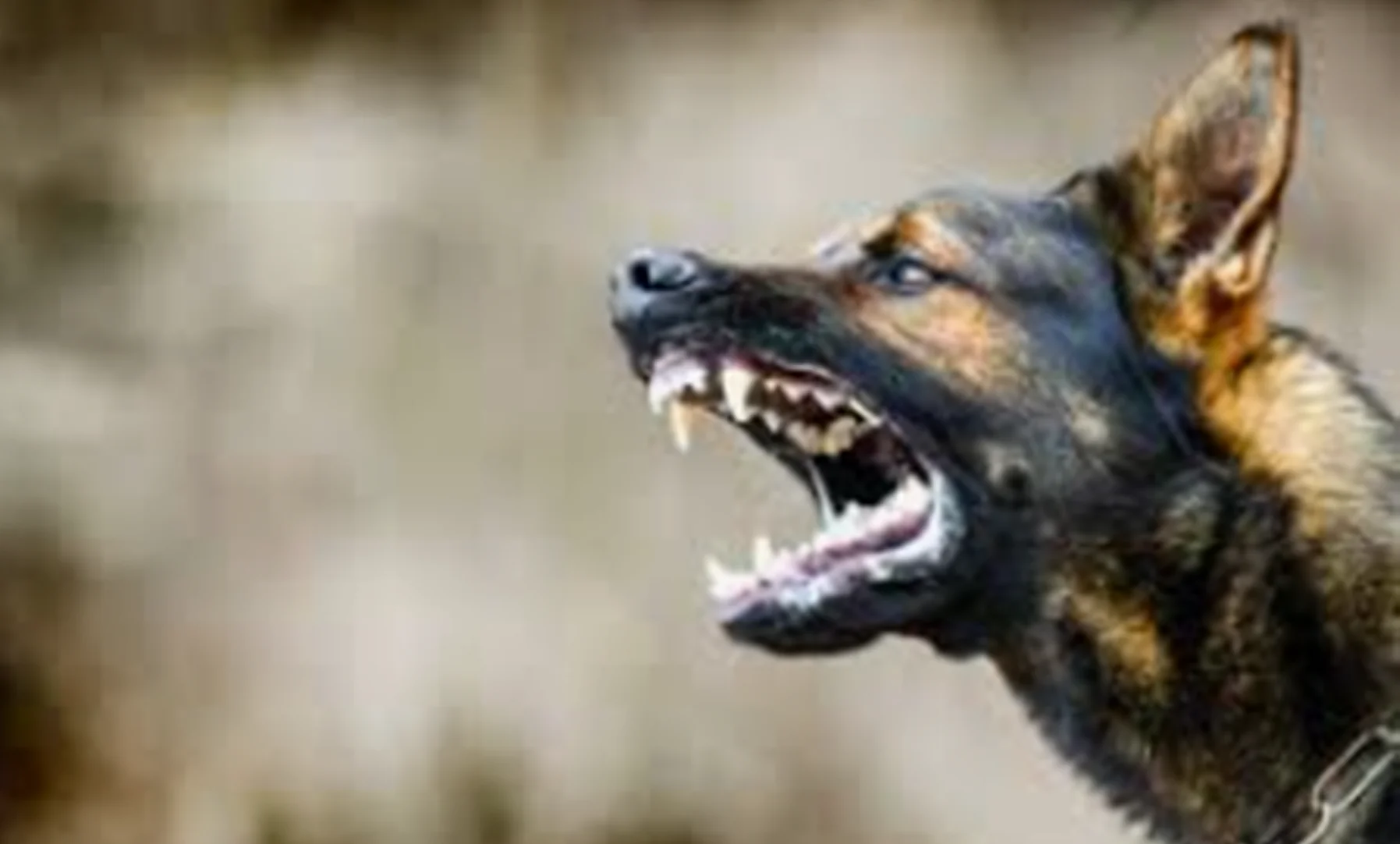 perro1