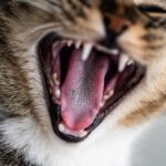 Closeup shot of a cute domestic kitten yawning and showing his teeth and tongue