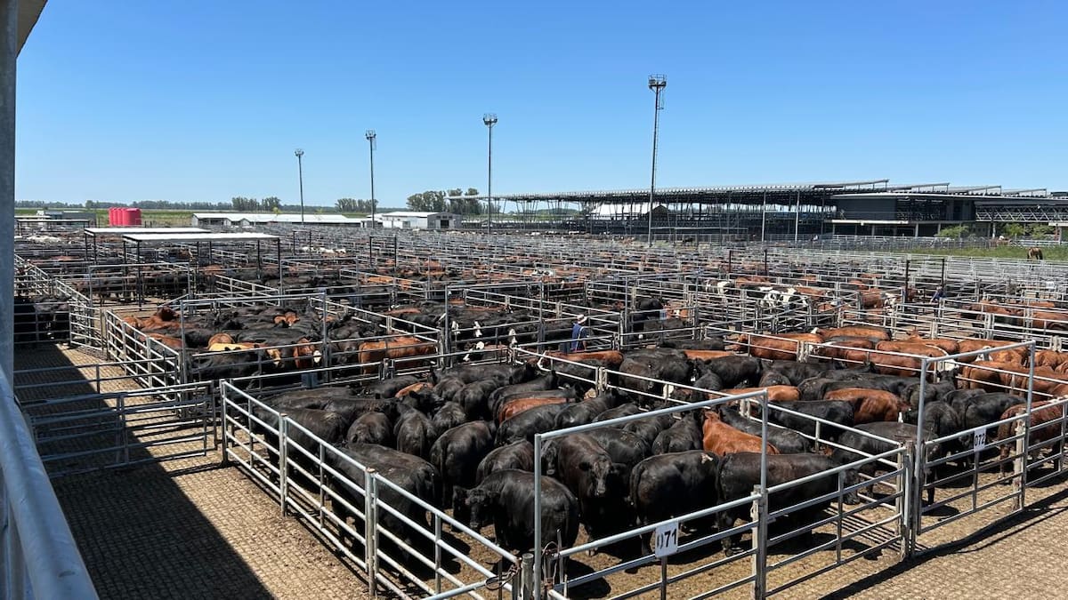 Mercado Agroganadero: ¿Por qué bajaron los precios pese a la buena demanda?