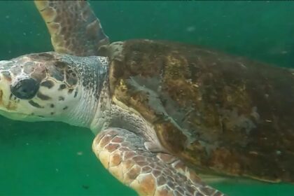 tortugo jorge 3jpg (1)