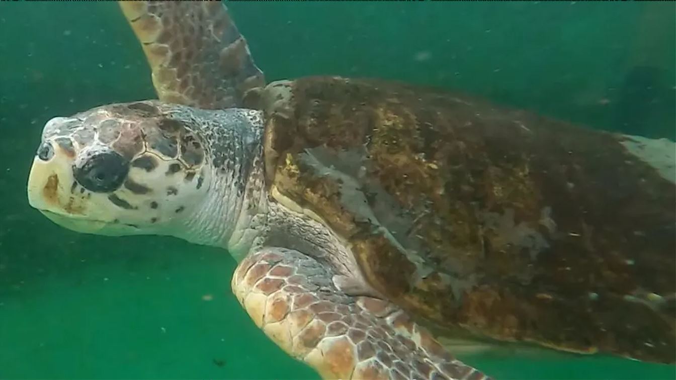 tortugo jorge 3jpg (1)