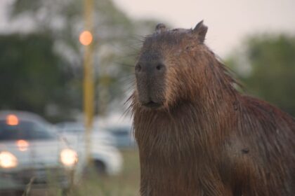Carpinchos invaden San Isidro y generan preocupación entre los vecinos del Club Náutico