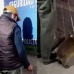 Detenido en Goya por intentar vender un carpincho bebé en Facebook Marketplace