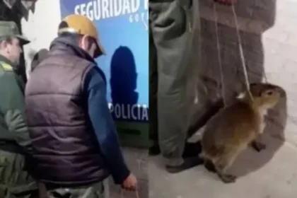 Detenido en Goya por intentar vender un carpincho bebé en Facebook Marketplace