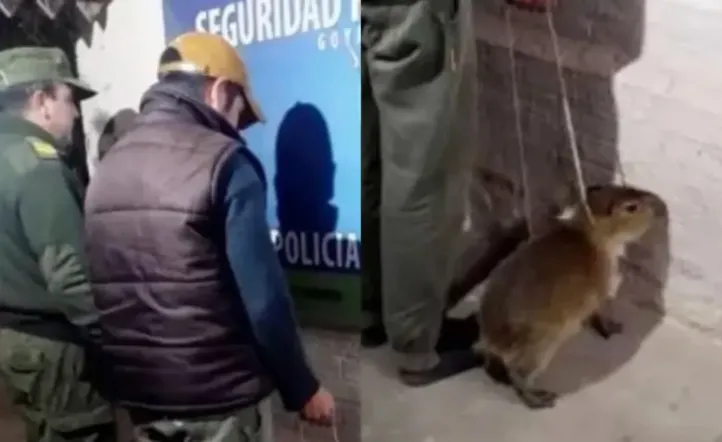 Detenido en Goya por intentar vender un carpincho bebé en Facebook Marketplace