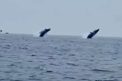 IMG 20250713 195045 (1264 x 800 píxel)