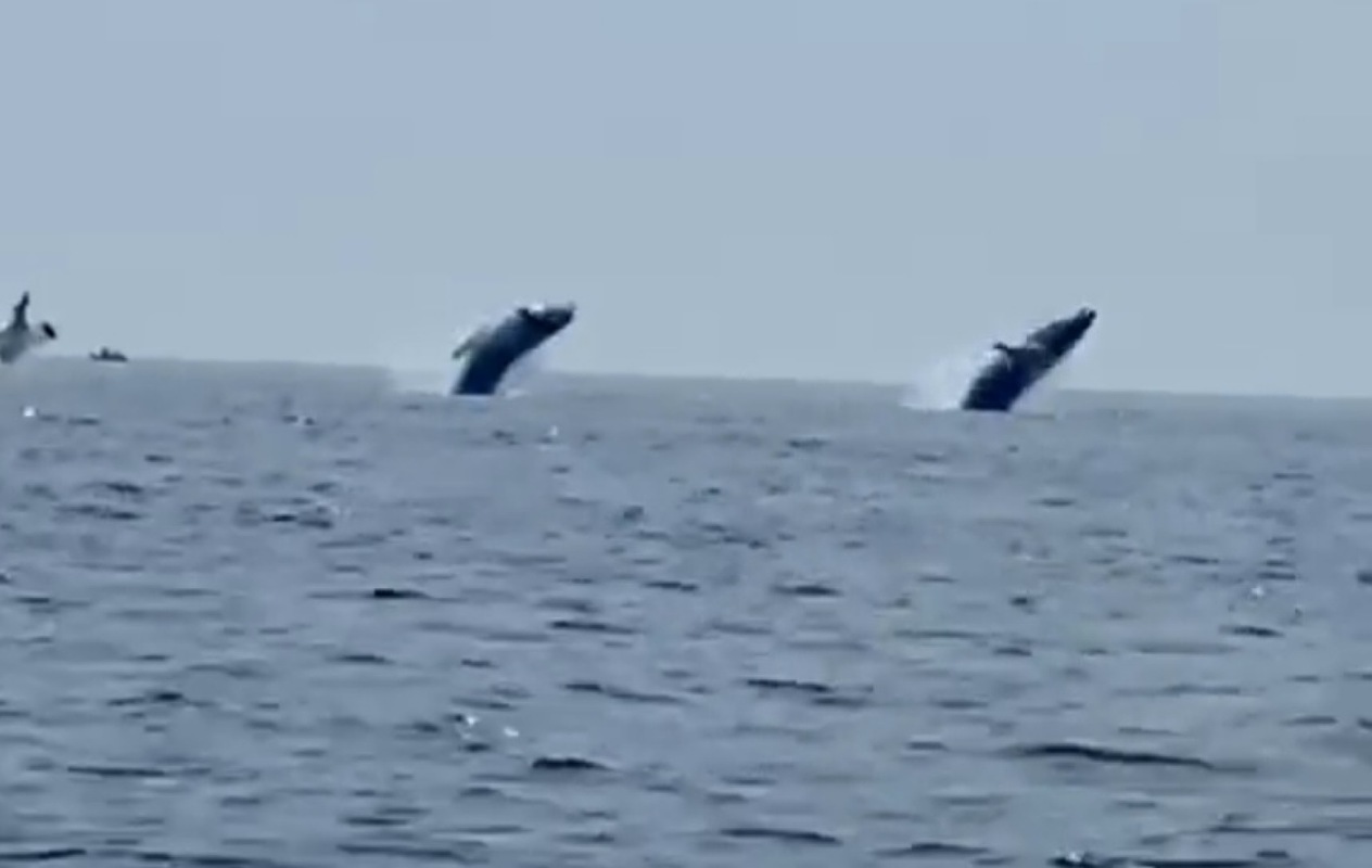 IMG 20250713 195045 (1264 x 800 píxel)