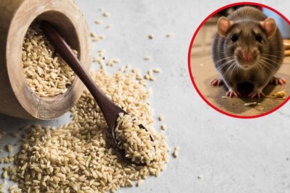 Las semillas que atraen a las ratas y cómo evitar su visita en casa