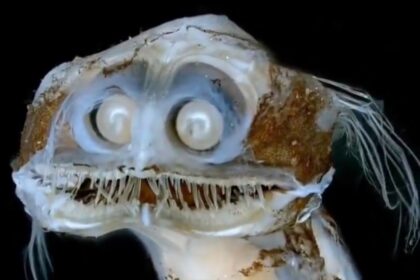 IMG 20250801 080953 (1200 x 903 píxel)