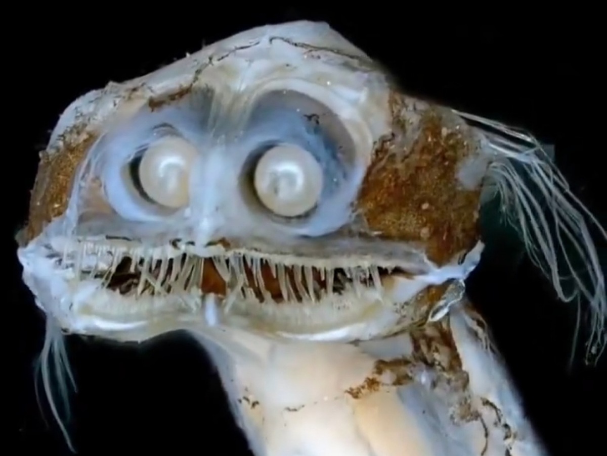 IMG 20250801 080953 (1200 x 903 píxel)