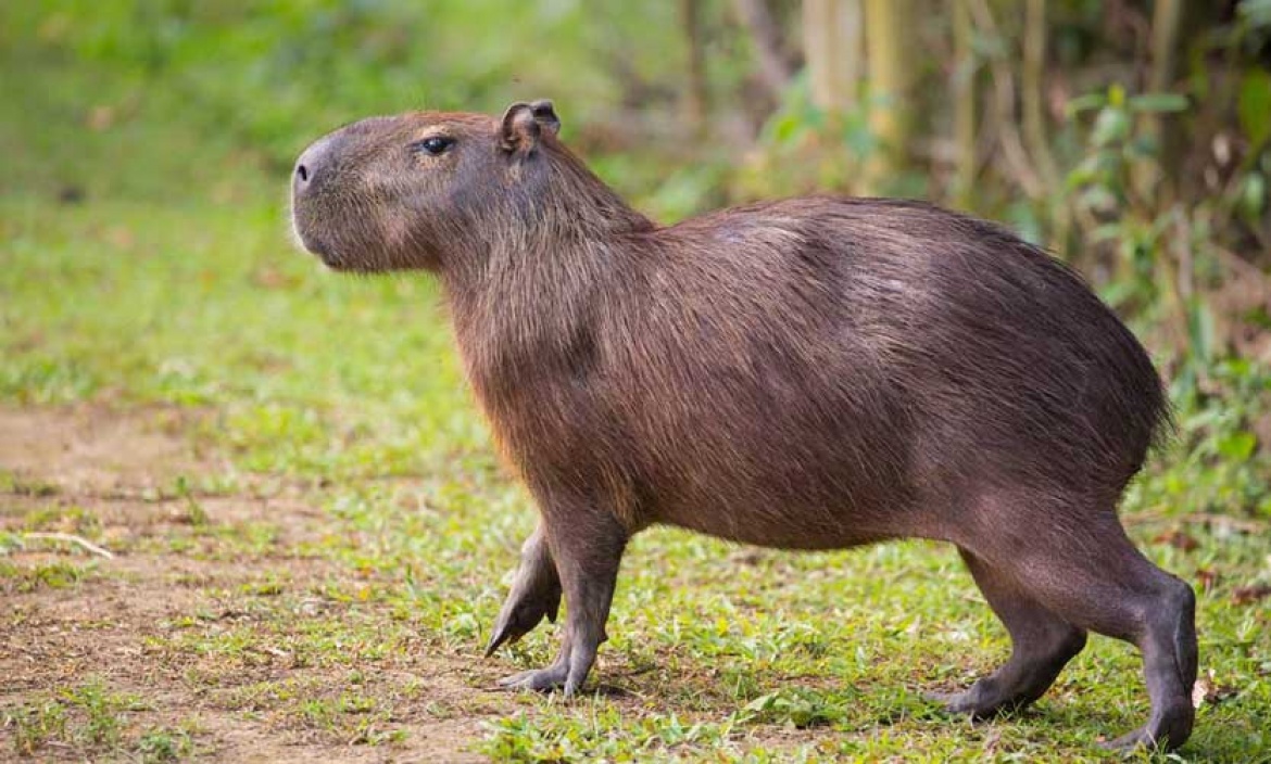 Capataz de la naturaleza: carpinchos hacen de las suyas en Pilar, ¿la nueva moda del conurbano?