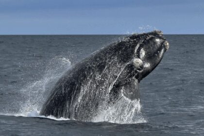 La temporada de ballenas en Península Valdés ya comenzó: un destino ideal para visitar en Argentina