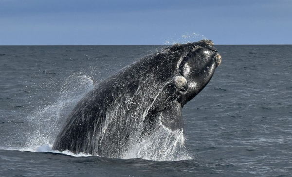 La temporada de ballenas en Península Valdés ya comenzó: un destino ideal para visitar en Argentina