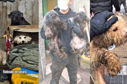 Rescatan a 43 perros en Lanús: vivían en condiciones extremas de hacinamiento y maltrato
