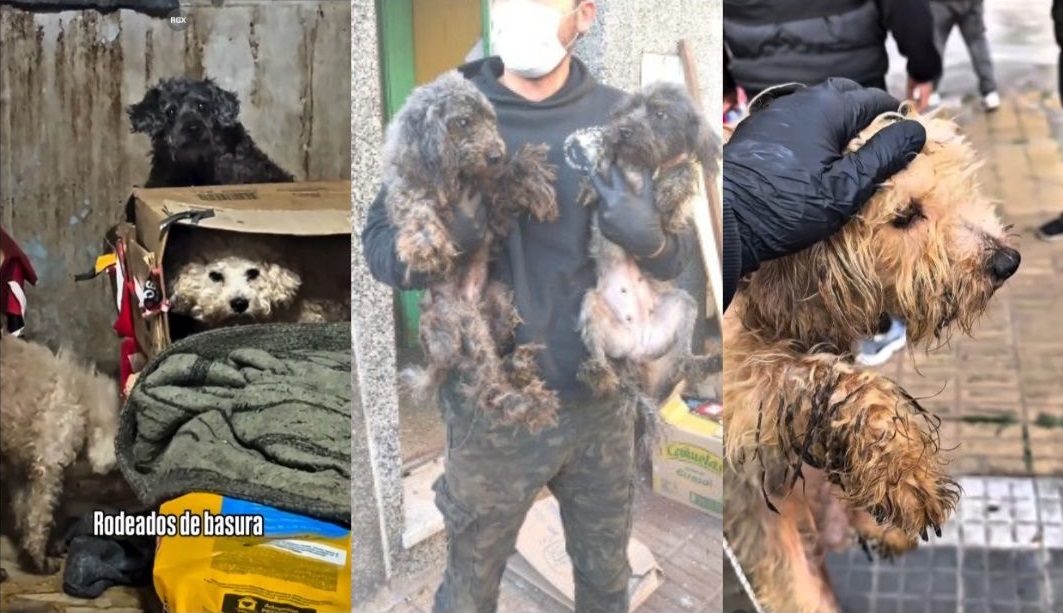 Rescatan a 43 perros en Lanús: vivían en condiciones extremas de hacinamiento y maltrato