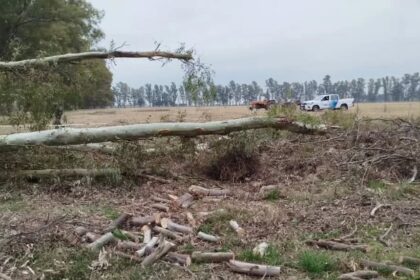 Tragedia en Suipacha: un hombre de 56 años murió al caerle un árbol mientras trabajaba