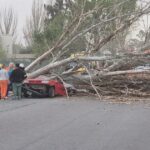 Temporal en Mendoza dejó una víctima y caos tras caída de árbol sobre un auto en Maipú