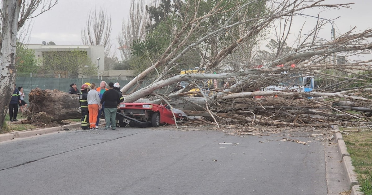 Temporal en Mendoza dejó una víctima y caos tras caída de árbol sobre un auto en Maipú