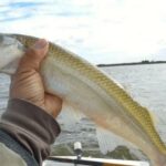 Comienza la veda de pesca en buenos aires para proteger el desove del pejerrey