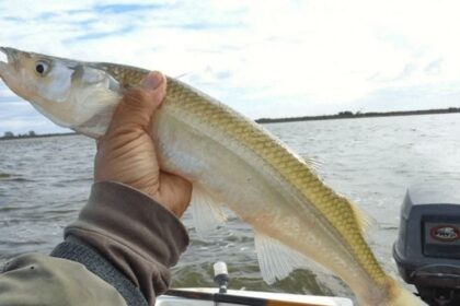 Comienza la veda de pesca en buenos aires para proteger el desove del pejerrey