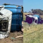 Vergonzoso: volcó un camión con cerdos y la ruta se convirtió en una carnicería