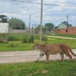 Vecinos en alerta por la presencia de un puma en Mar Chiquita