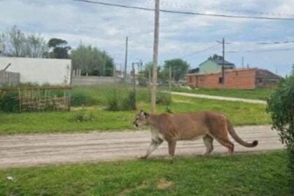 puma