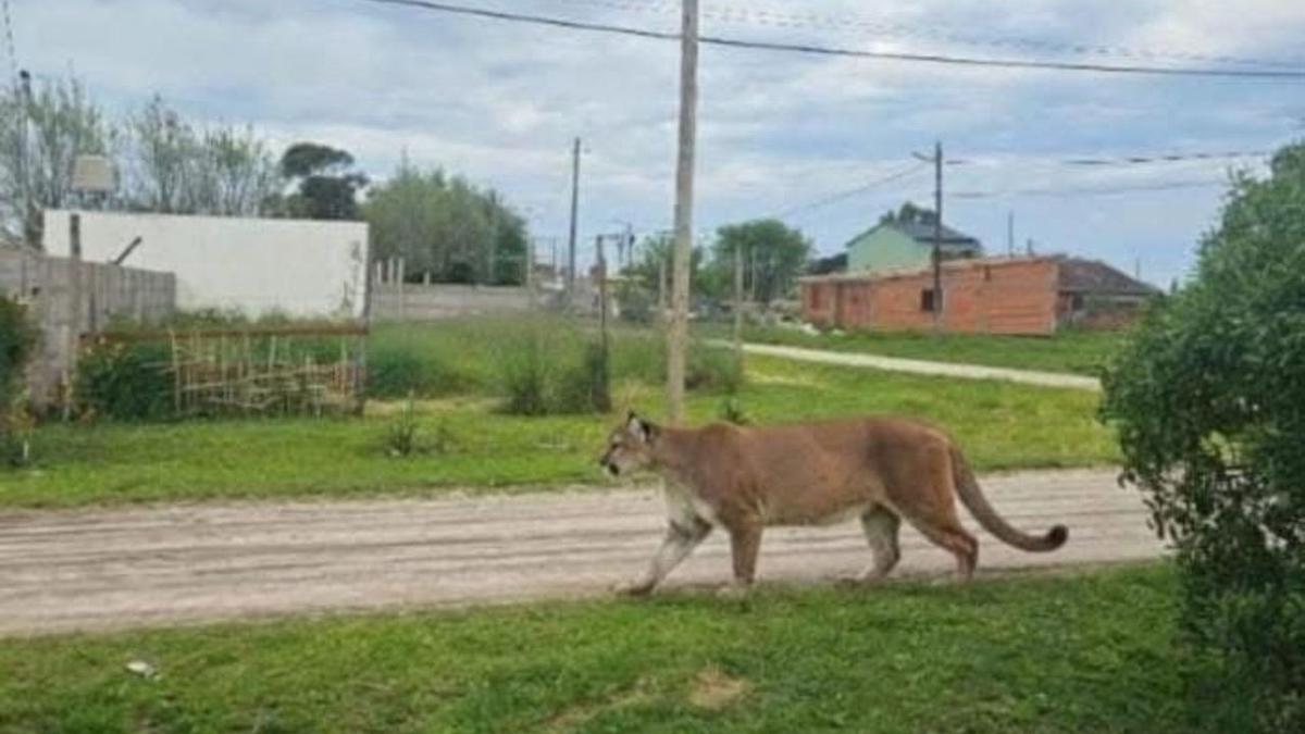puma