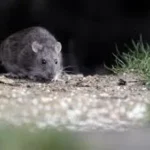 Hantavirus en Bariloche: un albañil murió y dos personas están aisladas por contagio sospechoso