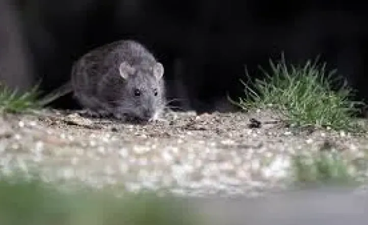 Hantavirus en Bariloche: un albañil murió y dos personas están aisladas por contagio sospechoso