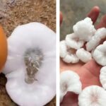 Impresionante caída de granizo en Coronel Suárez y alerta meteorológica para la Provincia de Buenos Aires