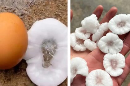 Copia de Noticia2025 20251104 115323 0000