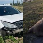 Diseño sin título 20251123 163130 0000