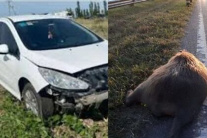 Diseño sin título 20251123 163130 0000