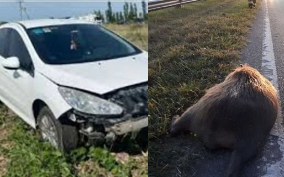 Diseño sin título 20251123 163130 0000