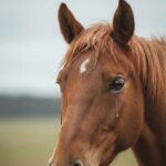 Desesperada búsqueda de refugio para 130 caballos antes del desalojo en diciembre