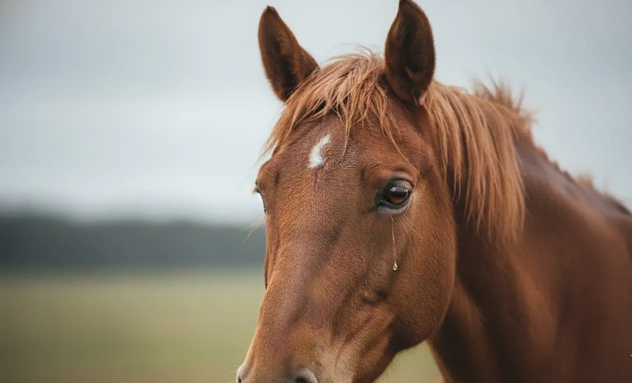 IMG 20251110 101703 (1280 x 776 píxel)