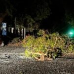 IMG 20251121 075033 (1280 x 801 píxel)